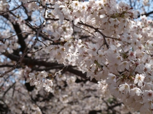 桜 2010