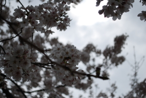 揺れる 桜
